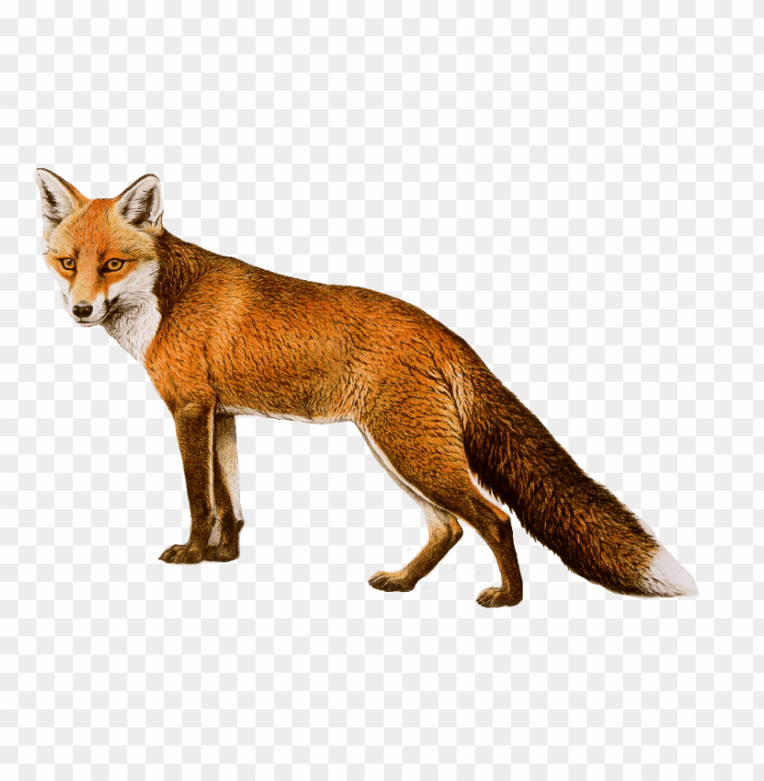 animals, foxes, fox left, 