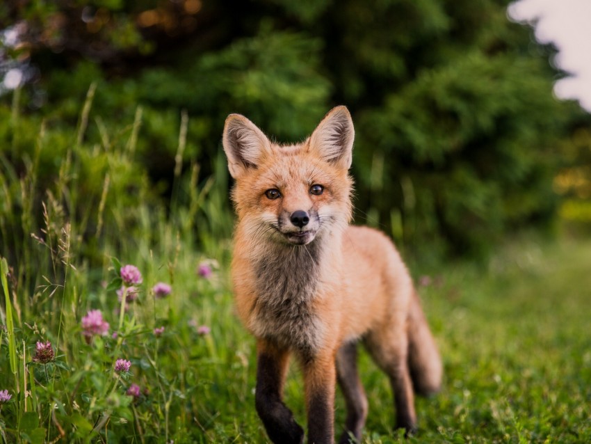 fox, muzzle, sight, grass, wildlife