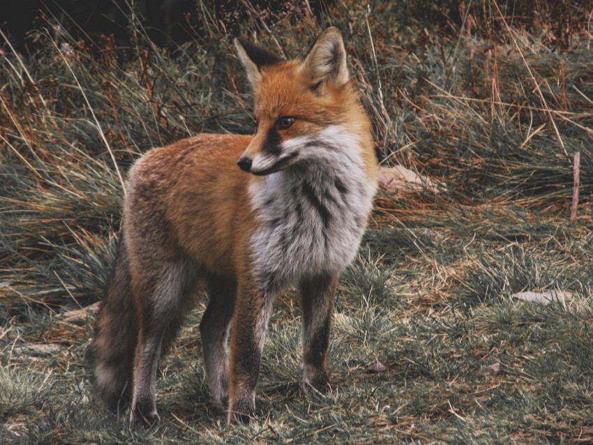 fox, predator, cub, grass, wildlife