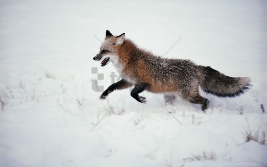 Fox Run Snow Walk Wallpaper Background Best Stock Photos