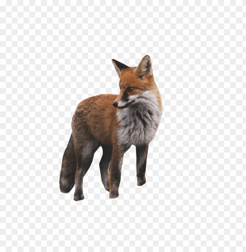 
fox
, 
vulpine
, 
fuchs
, 
reynard
, 
tod
