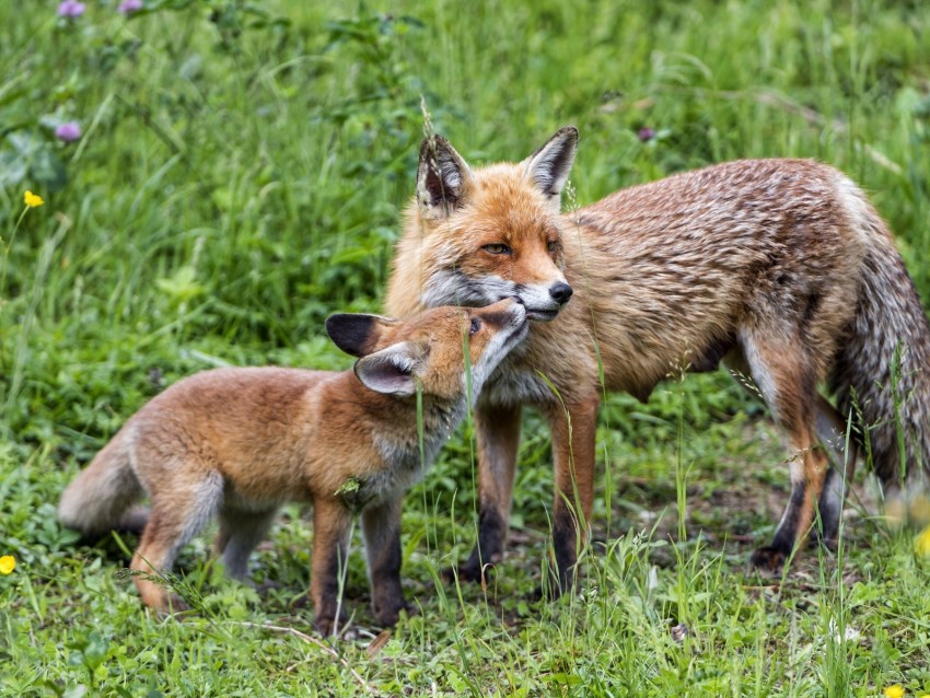 foxes, cub, mom, family, tenderness, care, cute