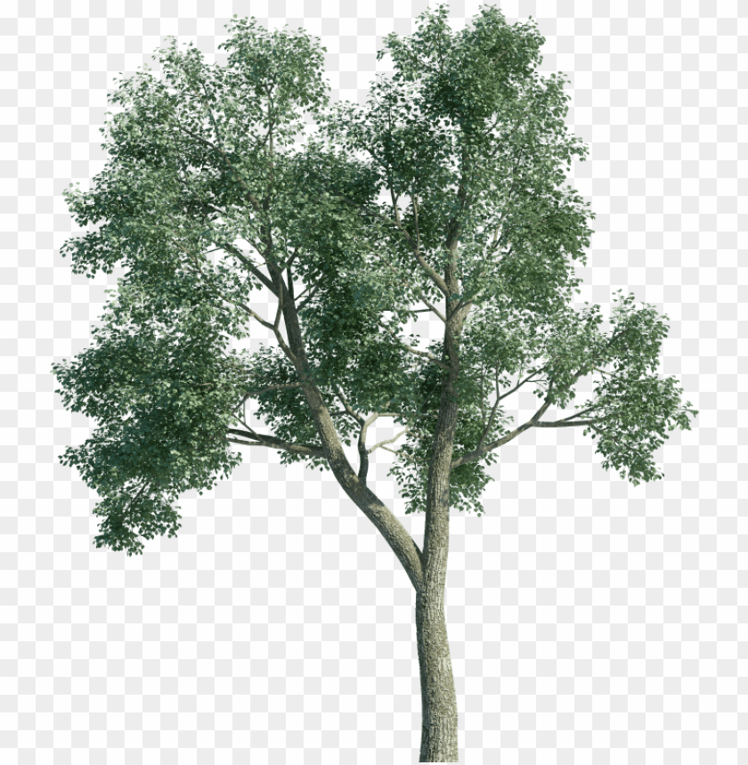 Free 3d Tree Object Png Image With Transparent Background Toppng
