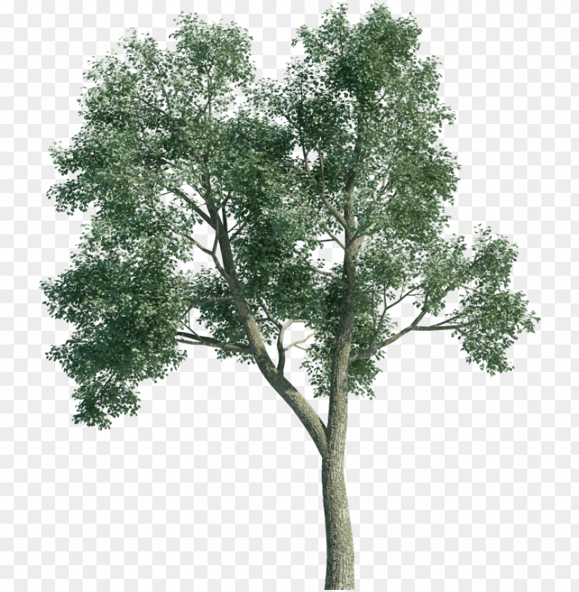 free 3d tree object PNG transparent with Clear Background ID 225802