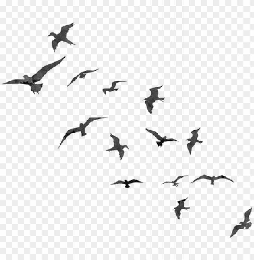 free cute bird photoshop brushes bird flying silhouette PNG transparent with Clear Background ID 163881