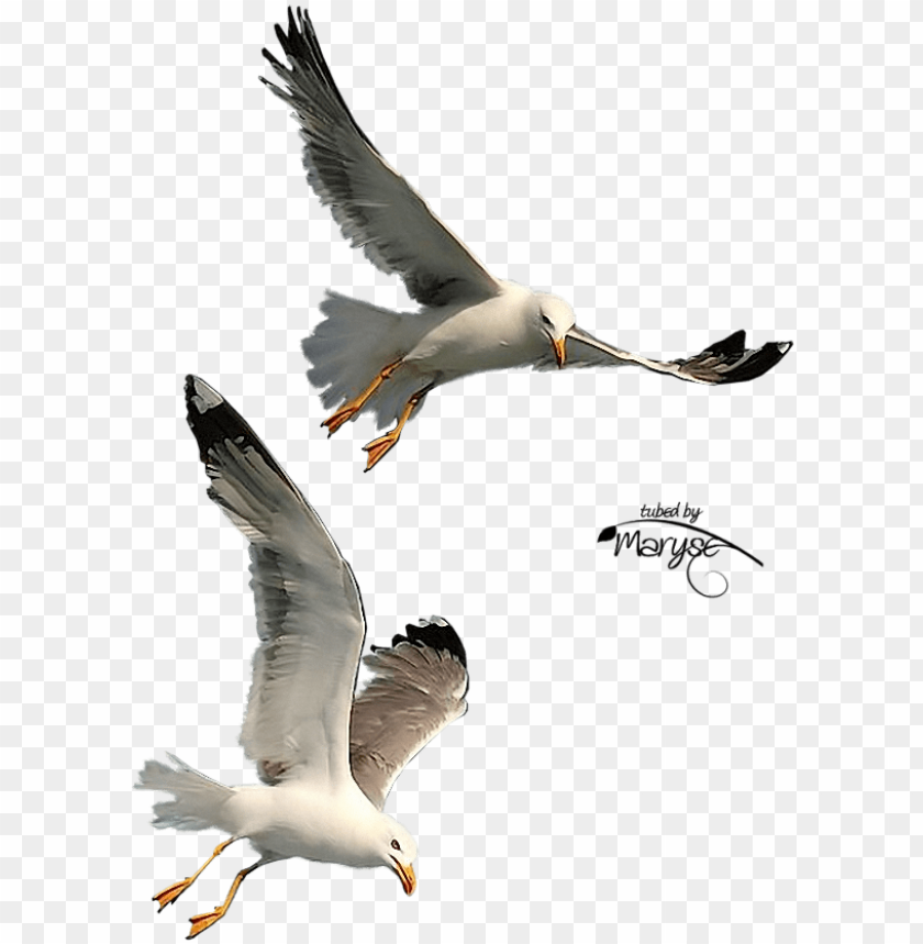 Free Download Seagulls Flying Png Clipart Gulls Bird - Flying Seagull PNG Image With Transparent Background