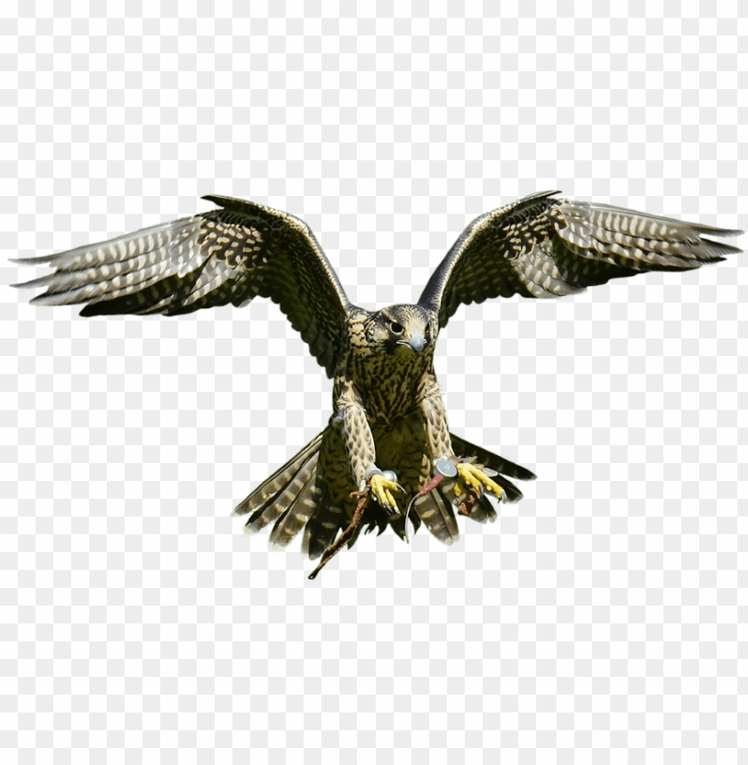 Free Falcon Birds  Transparent Images Transparent - Hawk Png - Free PNG Images