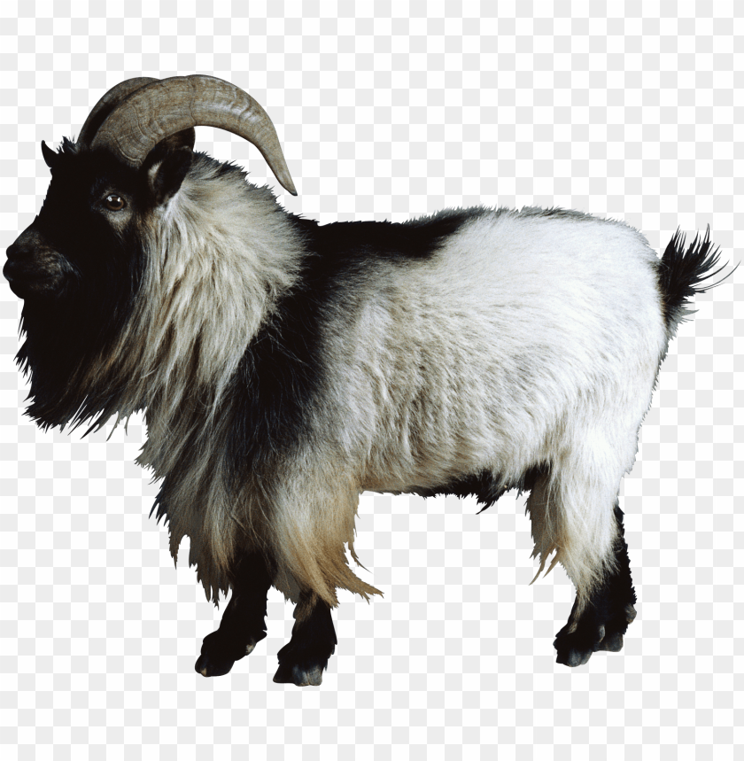 Free download | HD PNG free goat png images mountain goat PNG image ...