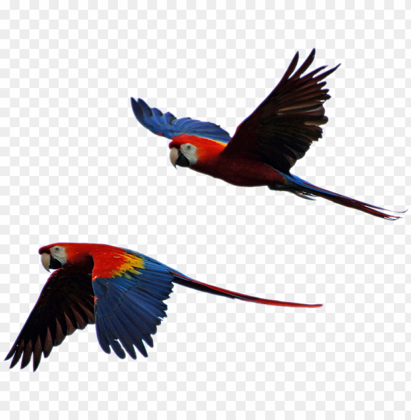 free photo parrot isolated parrots flight parrot flying in sky PNG transparent with Clear Background ID 170507