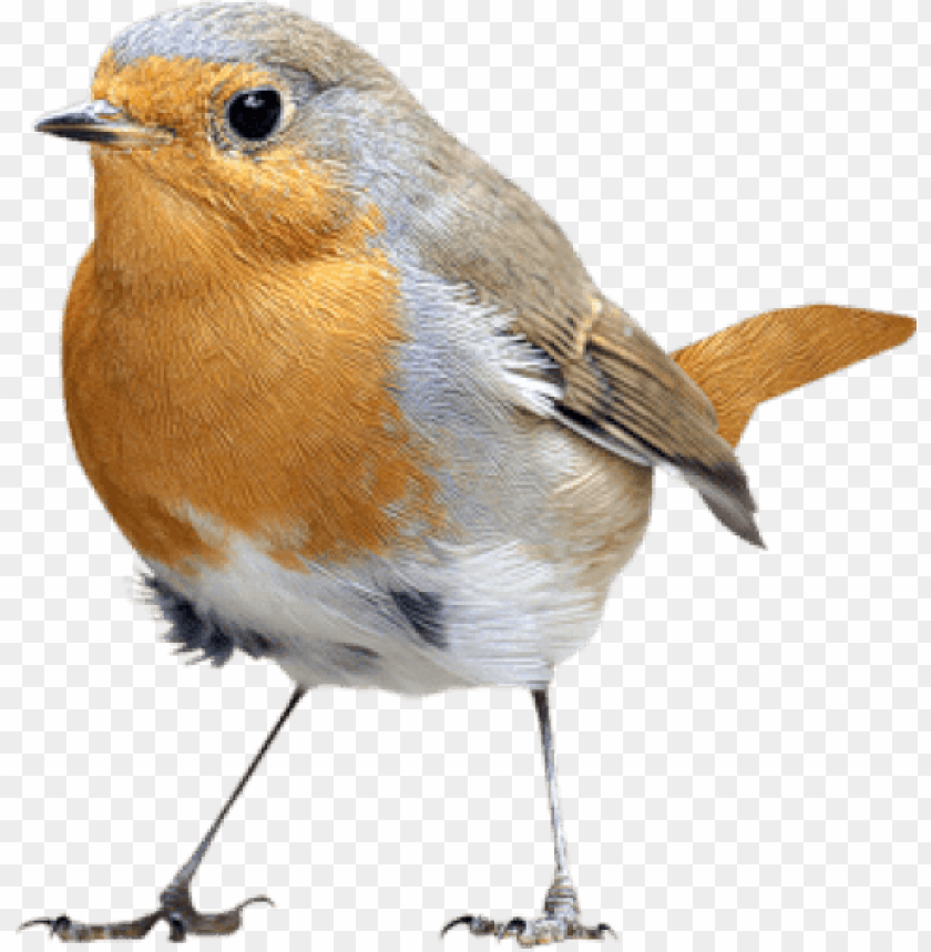 symbol, texture, birds, frame, robin bird, wallpaper, flower
