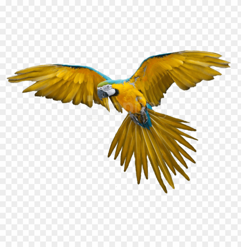 Free Png Download Birds Png Images Background Png Images Bird Flying Gif Png Image With Transparent Background Toppng