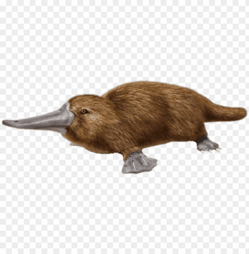 free PNG free png download duck billed platypus png images background - duck billed platypus PNG image with transparent background PNG images transparent