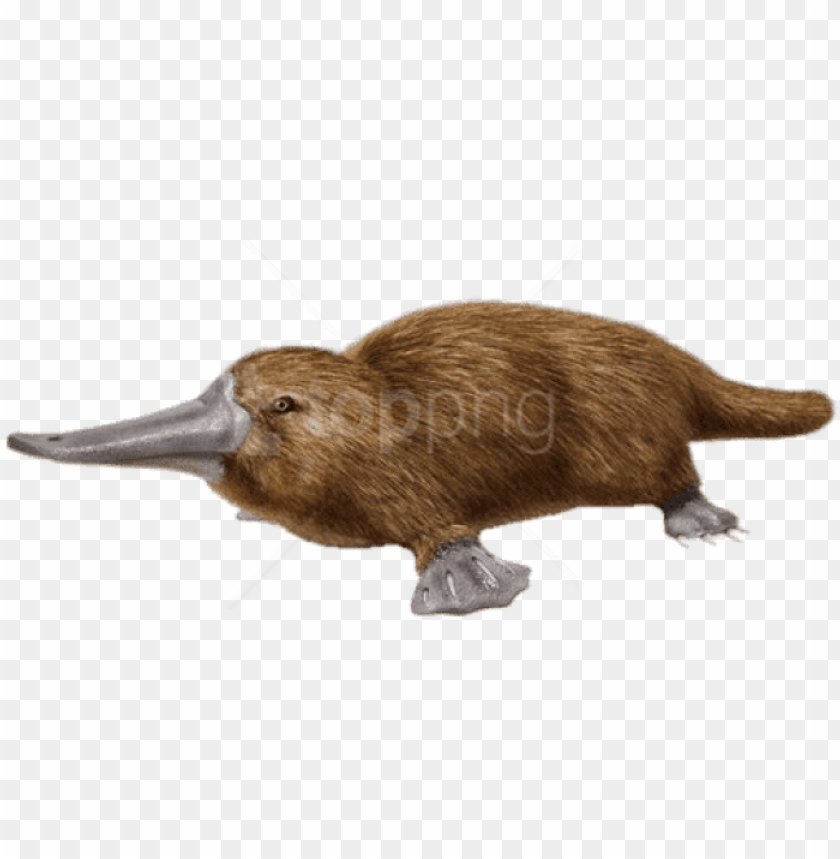 free PNG free png download duck billed platypus png images background - duck billed platypus PNG image with transparent background PNG images transparent