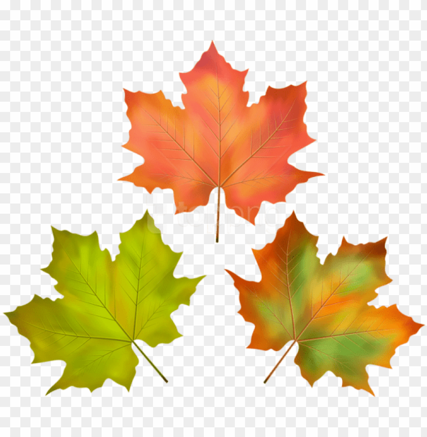 Free Png Download Fall Leaves Set Clipart Png Photo Maple Leaf Png Image With Transparent Background Toppng