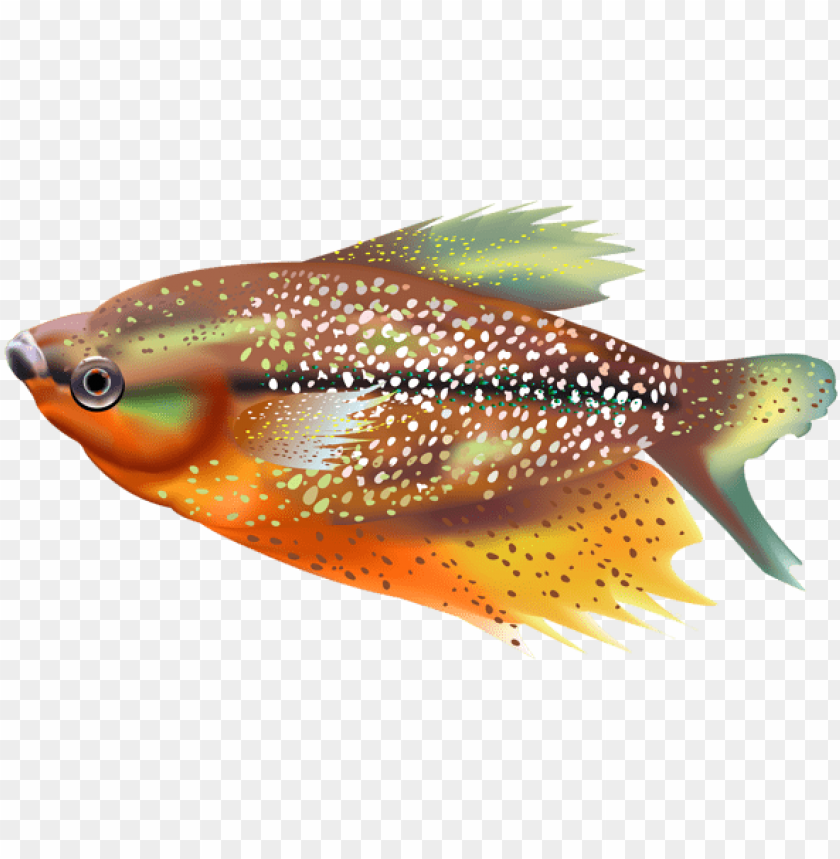 free png download orange fish transparent clipart png - fish PNG image with transparent background@toppng.com