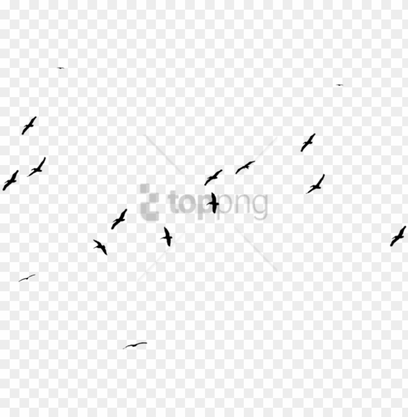 free PNG free png large black birds stock png image with transparent - flock PNG image with transparent background PNG images transparent