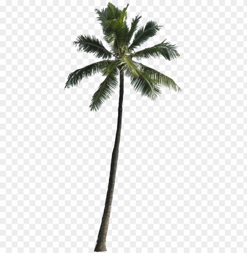 Free Png Palm Tree Png Images Transparent Palm Png Image With Transparent Background Toppng