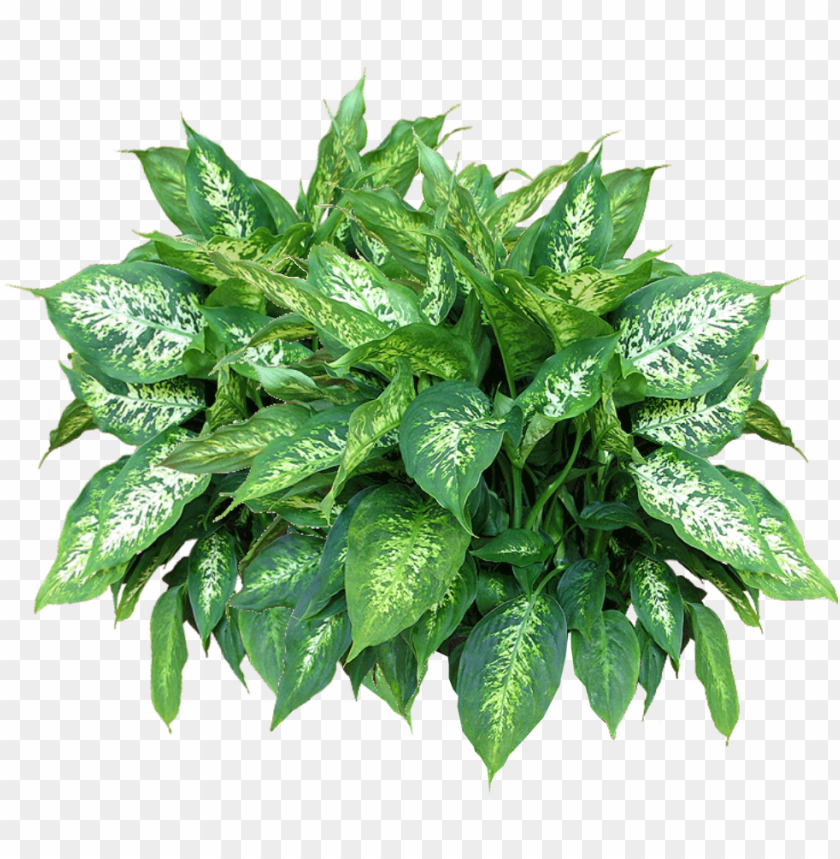 free png plants free download png png images transparent plants PNG transparent with Clear Background ID 206315
