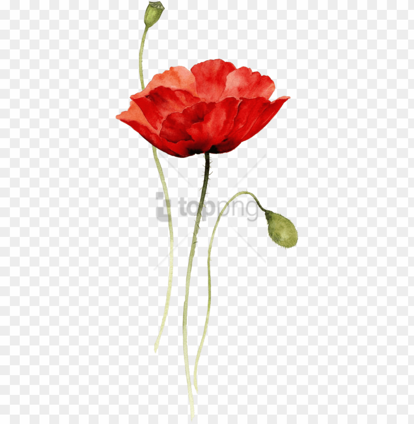 free png red poppy watercolor tattoo png image with poppy flower drawing PNG transparent with Clear Background ID 194623