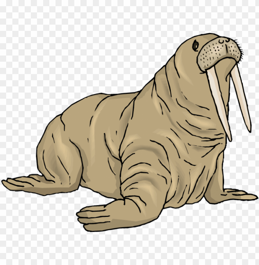 free png walrus png background image png images transparent walrus clip art PNG transparent with Clear Background ID 200807