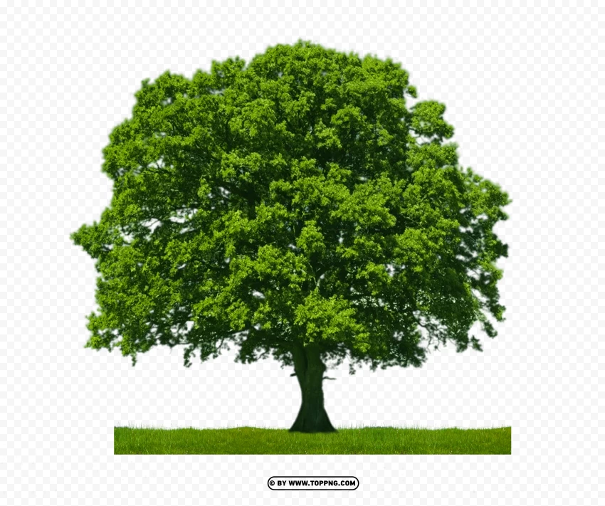 free realistic green forest tree branches leaves png, tree ,clear background tree png, free tree transparent, tree png download, tree transparent background ,tree transparent png