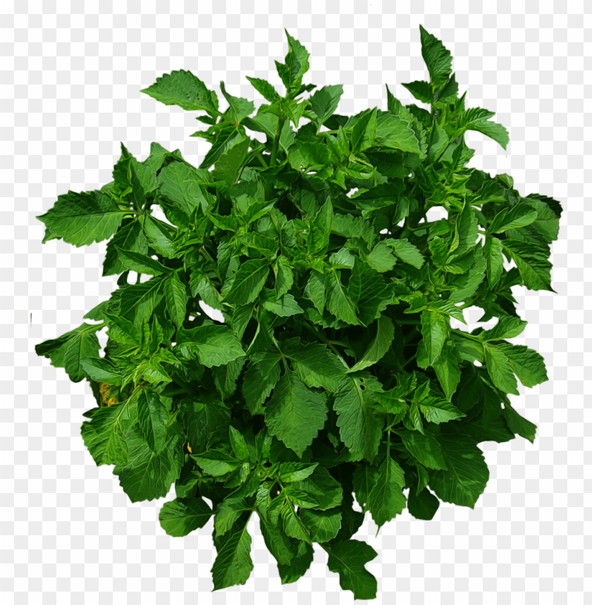 free PNG free shrub png plan view - plants plan view PNG image with transparent background PNG images transparent