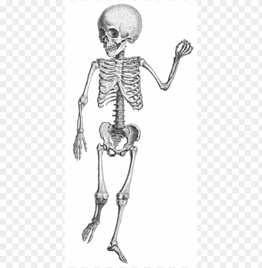 free skeleton public domain halloween images 2 clipart png photo - 35879