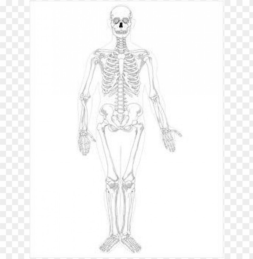 free skeleton public domain halloween images 3 2 clipart png photo - 35783