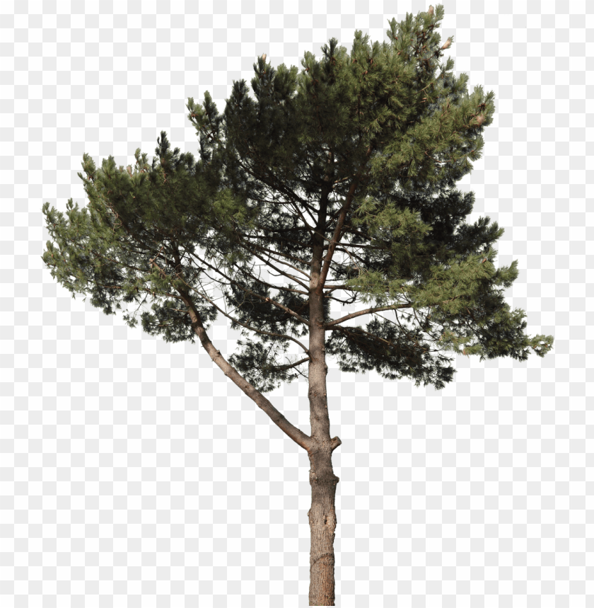 free texture download by svg transparent stock - pine tree cut out PNG image with transparent background@toppng.com