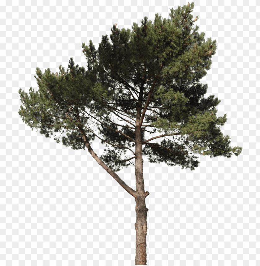 Free Free 138 Snow Pine Tree Svg SVG PNG EPS DXF File