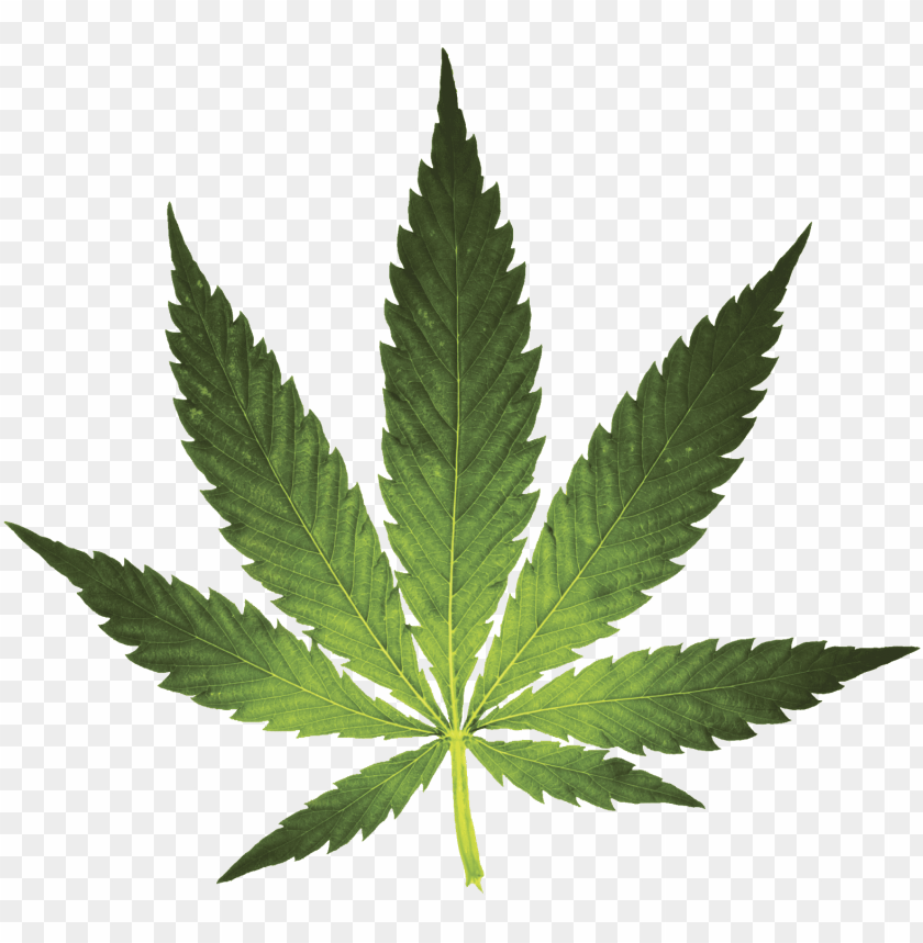 symbol, design, leaves, illustration, marijuana, square, flower