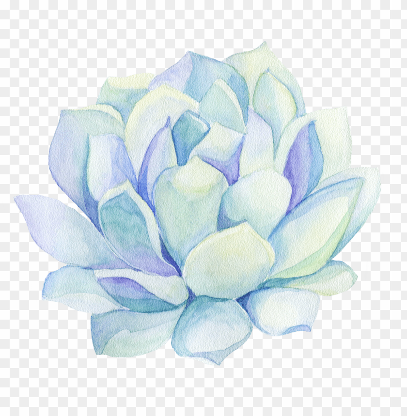 Download Freetoedit Ftestickers Watercolor Cactus Flower Decorat Succulent Plant Png Image With Transparent Background Toppng