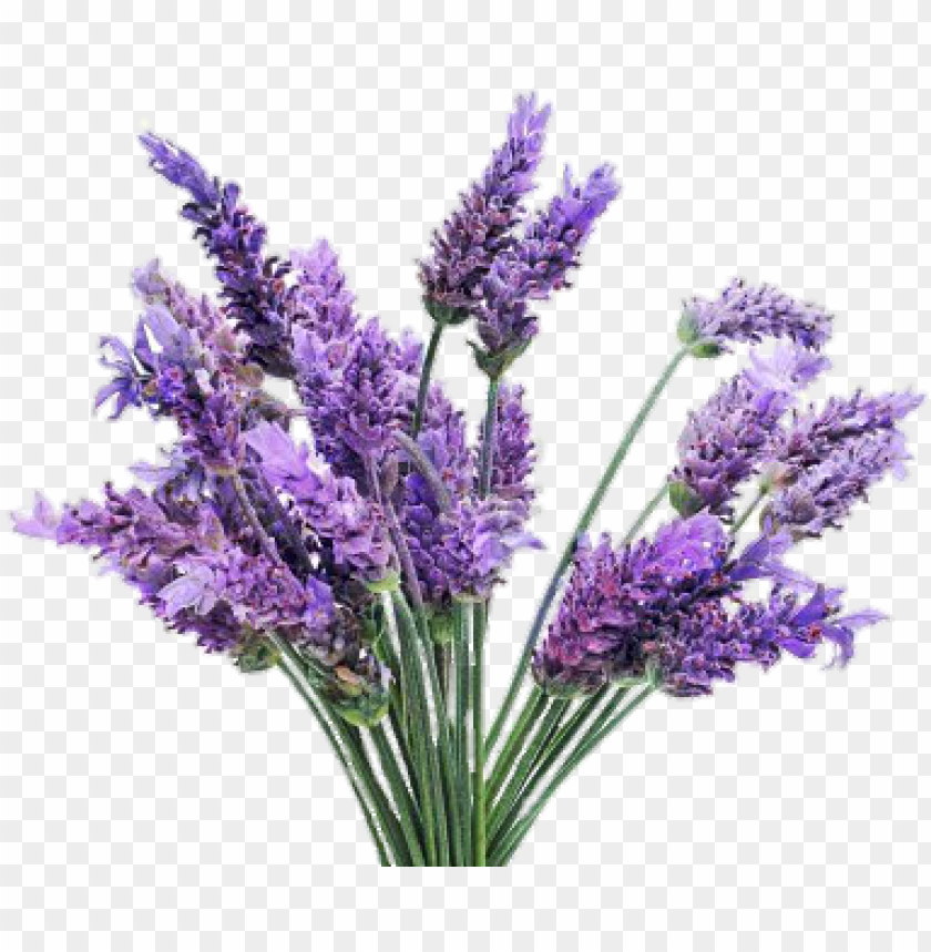 freetoedit with a transparent lavender plant PNG transparent with Clear Background ID 184632
