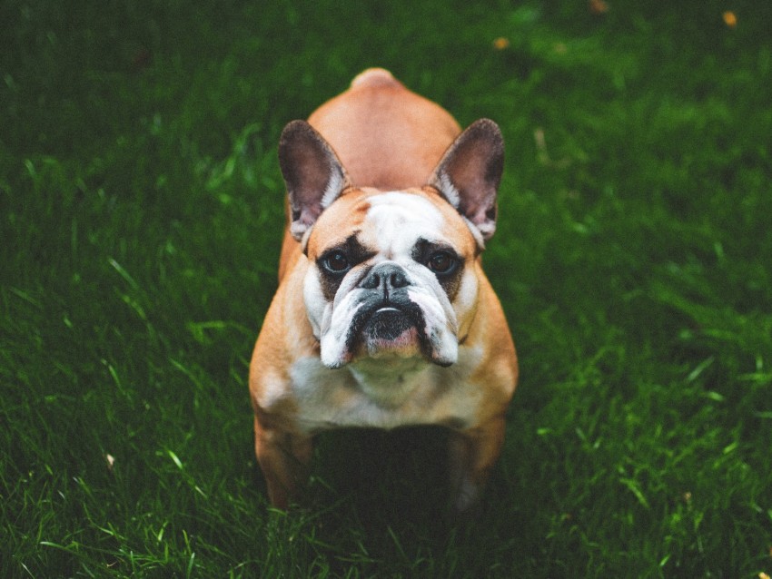 french bulldog, dog, grass, face