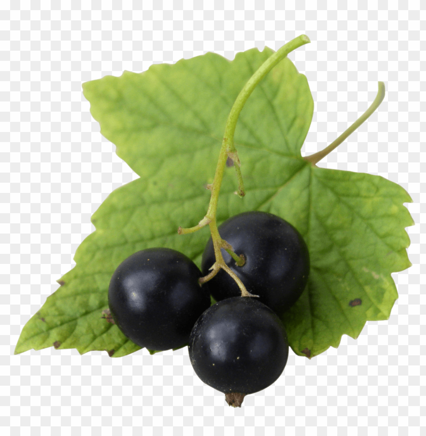 fresh black currants png - Free PNG Images ID 5609