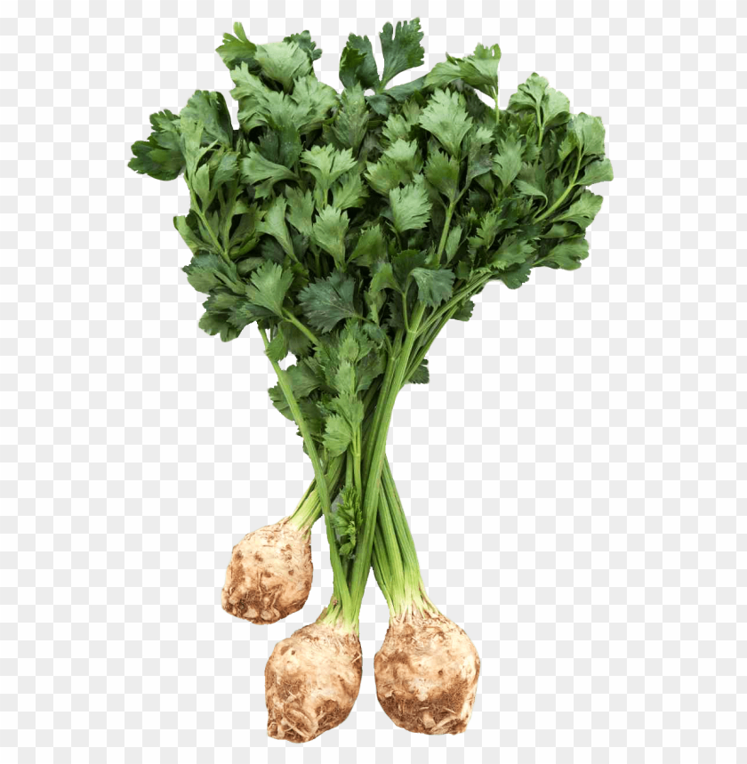 
vegetables
, 
celeriac
, 
knob celery
, 
celery root
