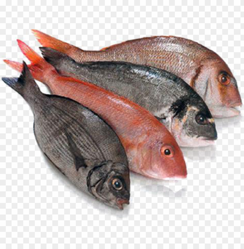 fresh fish png - cold store fish and meat PNG image with transparent background@toppng.com
