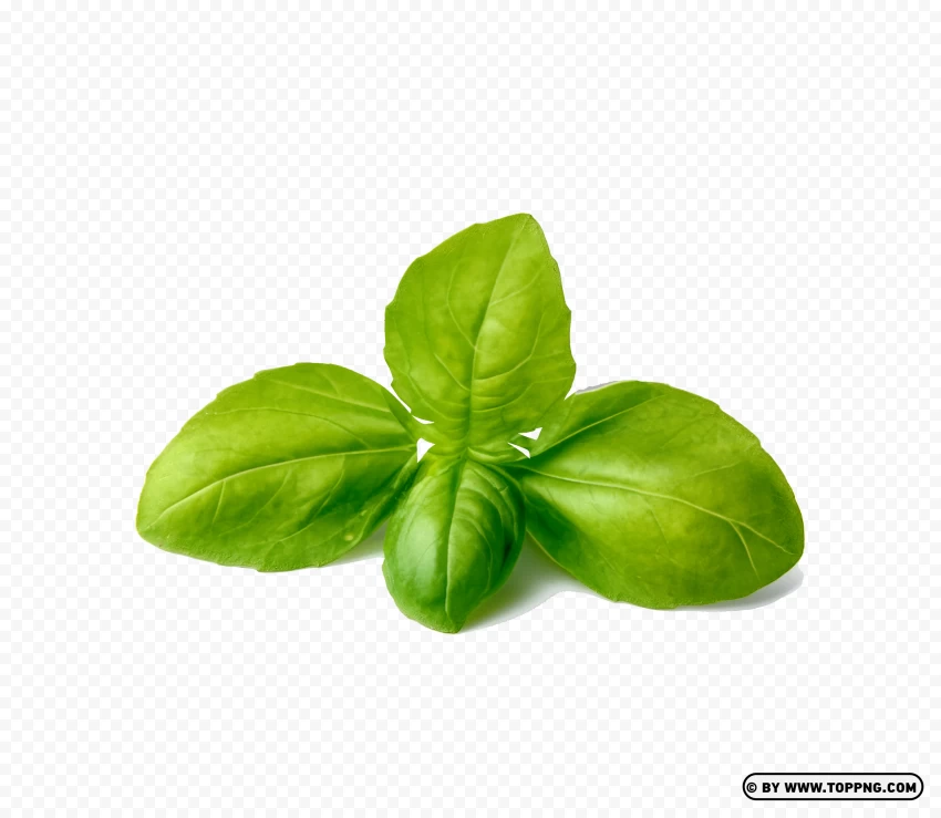 Herbs PNG, Herbs, Herbs No Background, Herbs Transparent, Herbs Transparent Background, Herbs Transparent PNG, Herbs PNG Image