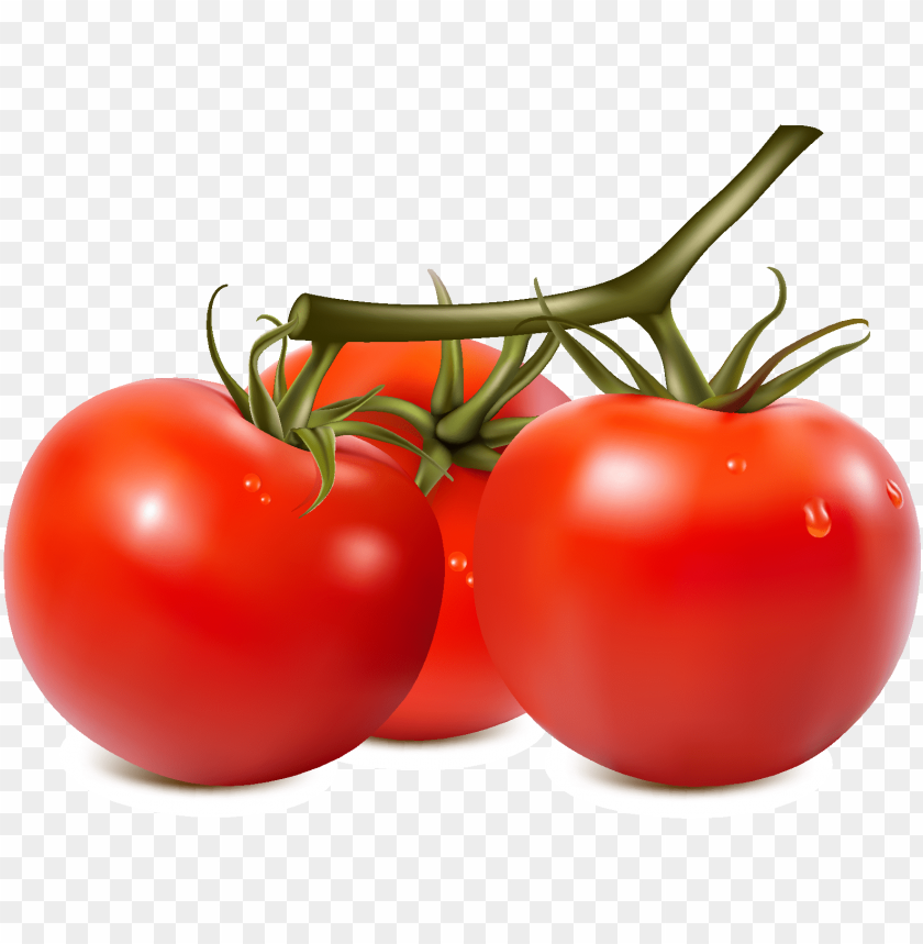 Fresh Organic Vegetable Tomato Vector - Tomato Vector PNG Transparent ...