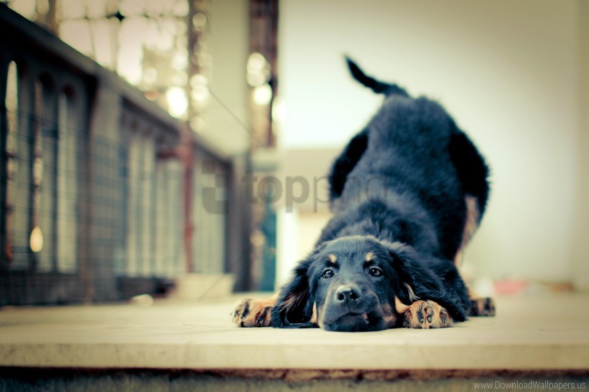 friendship loyalty puppy wallpaper background best stock photos - Image ID 162243