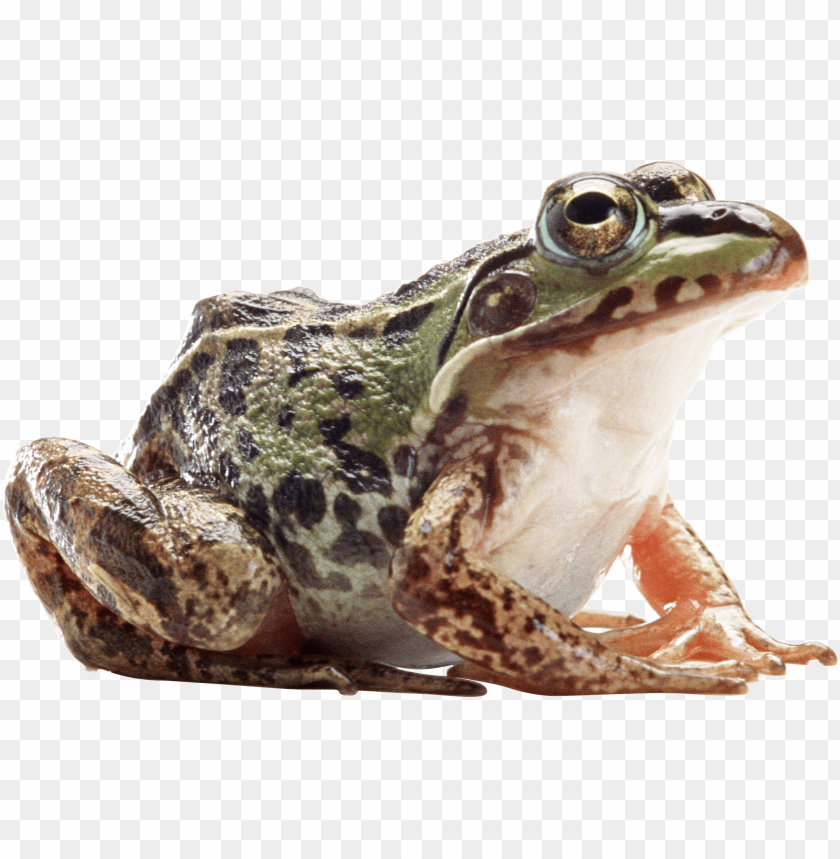 frog png images background - Image ID 2340