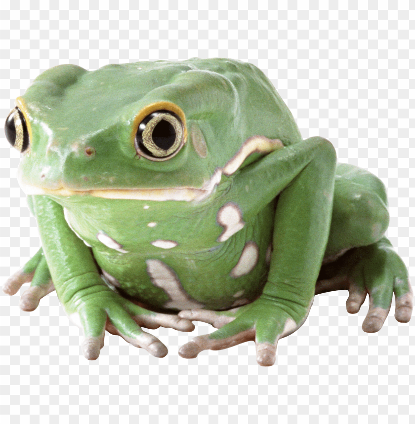 frog png images background - Image ID 2345