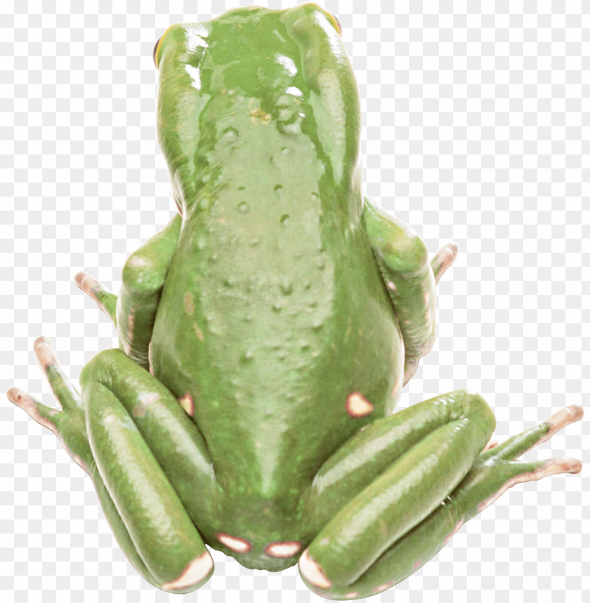 frog png images background - Image ID 2346