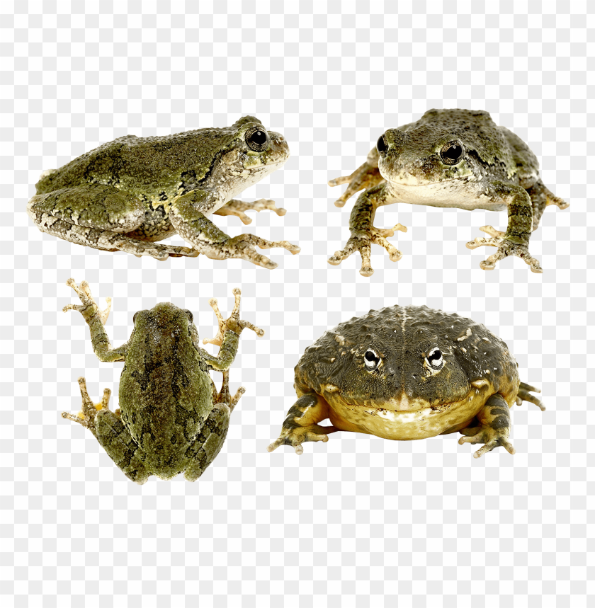 frog png images background - Image ID 2349