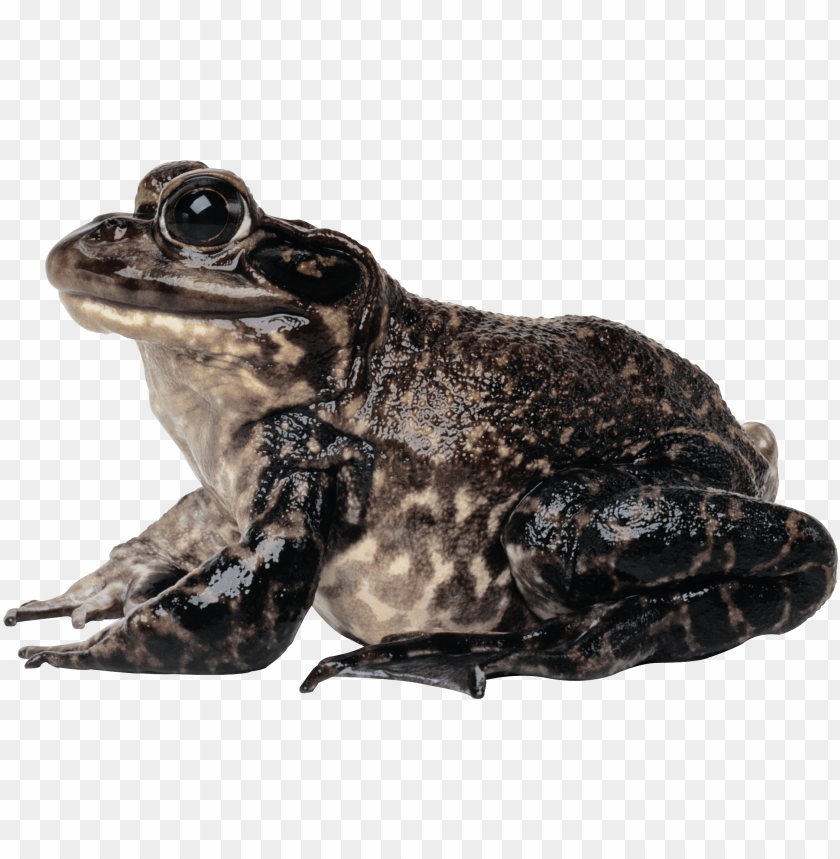 frog png images background - Image ID 2352