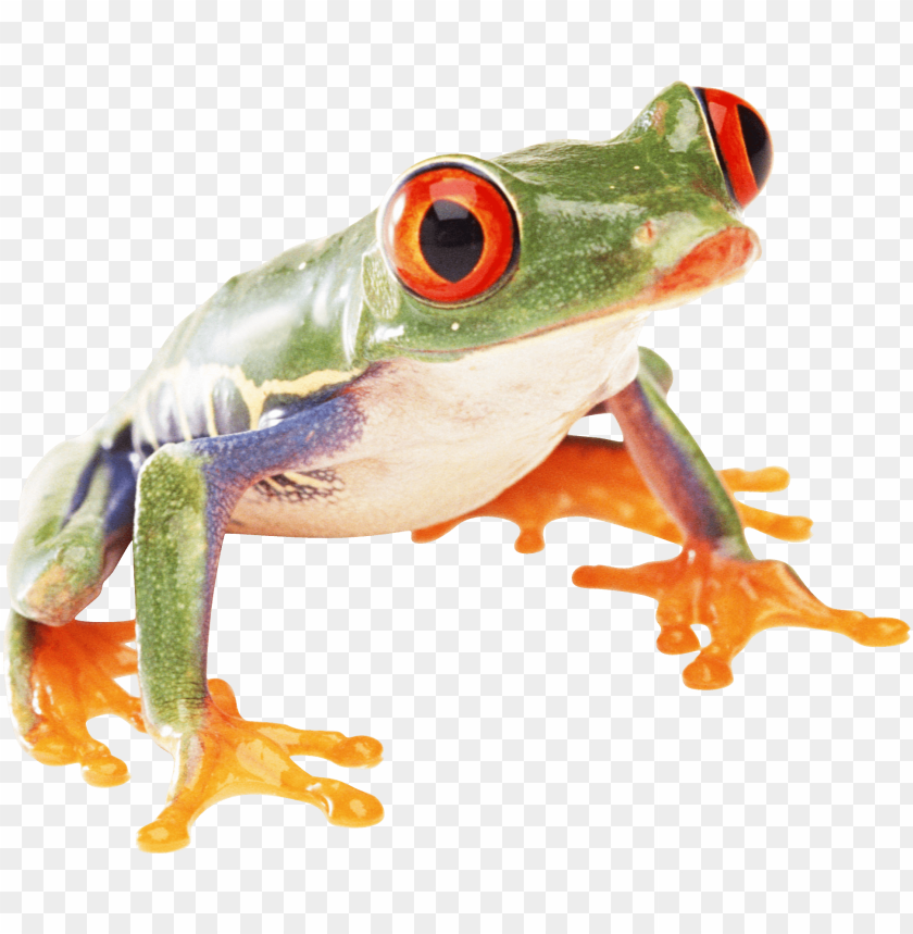 frog png images background - Image ID 2354