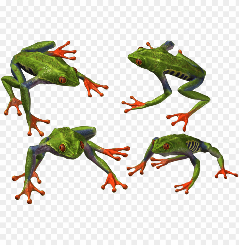 frog png images background - Image ID 2356