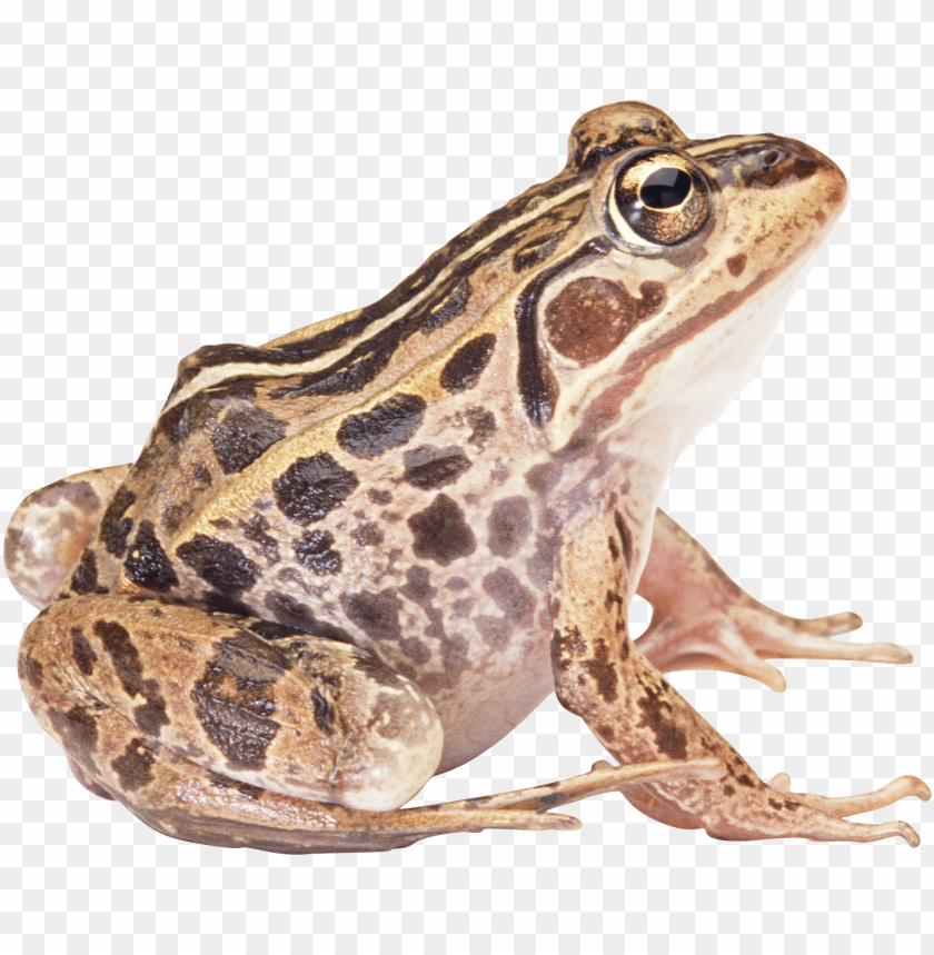 frog png images background - Image ID 2358
