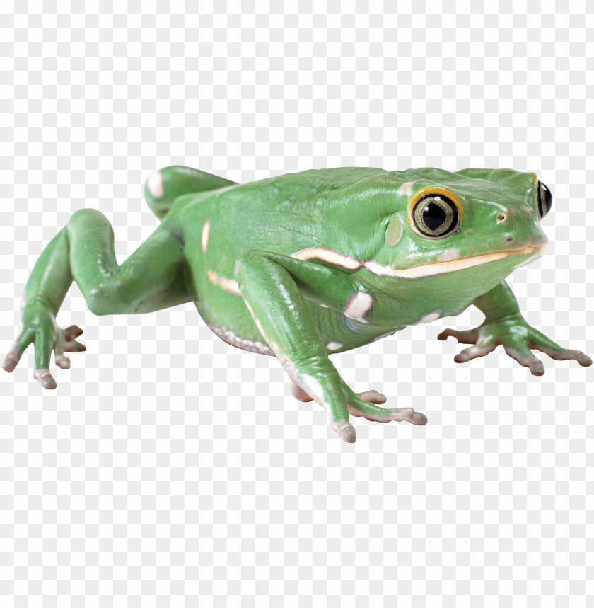 frog png images background - Image ID 2360