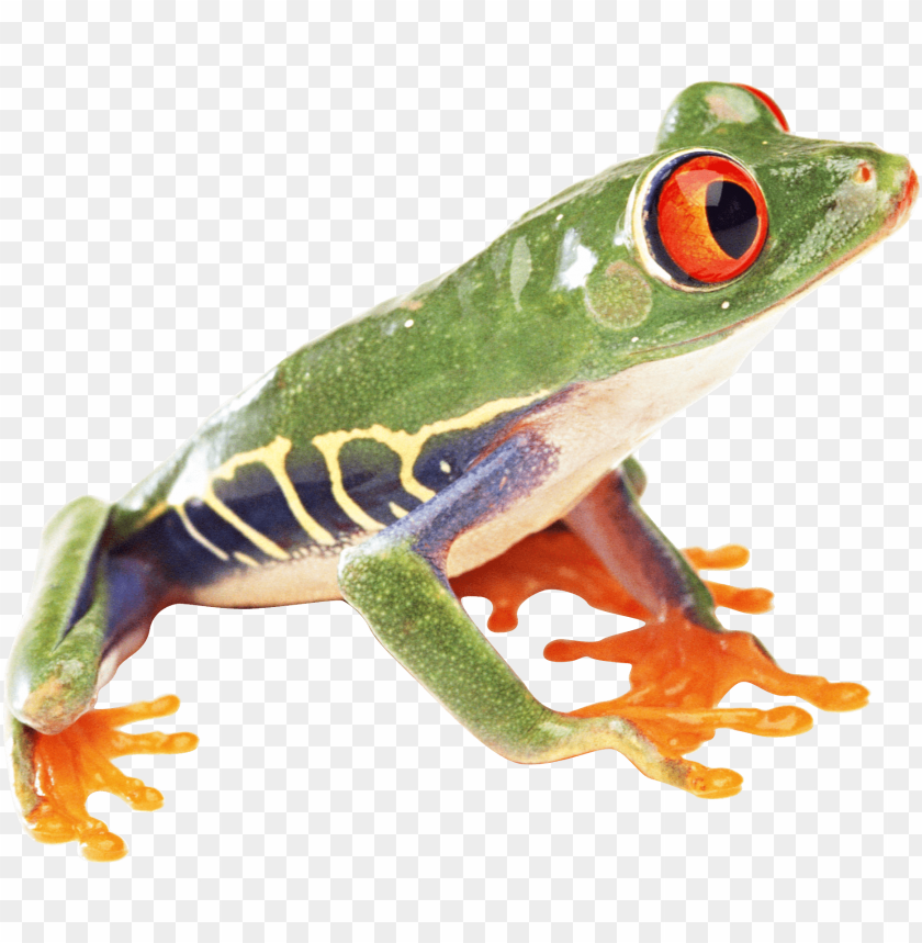 frog png images background - Image ID 2361